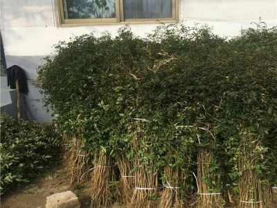 花椒苗花椒树苗果树果树苗当年结果庭院盆栽花卉适合南北方种植