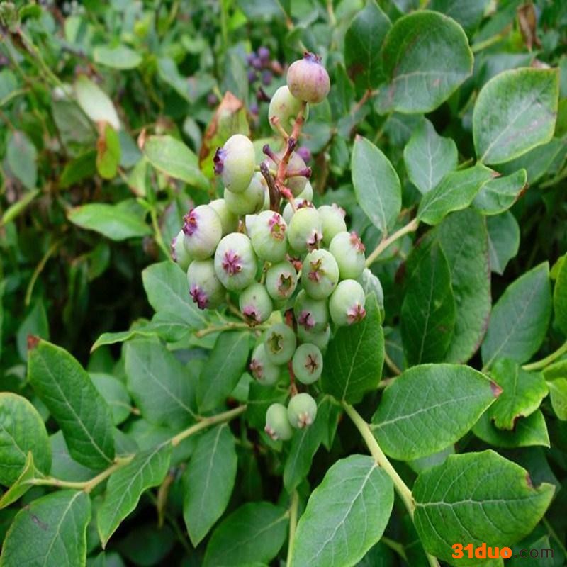 超级矮牵牛冰淡紫矮牵牛阳台庭院花卉盆栽垂钓重瓣植物小苗花苗