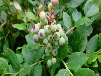 超级矮牵牛冰淡紫矮牵牛阳台庭院花卉盆栽垂钓重瓣植物小苗花苗