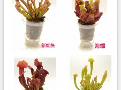 卖花郎园艺 小盆栽瓶子草懒人高透明杯**红夹捕蝇草 盆栽植物花卉 捕蚊食虫植物 驱蚊草 食虫草