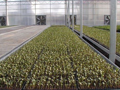 山东花卉温室大棚造价 欢迎来电咨询鲁一温室