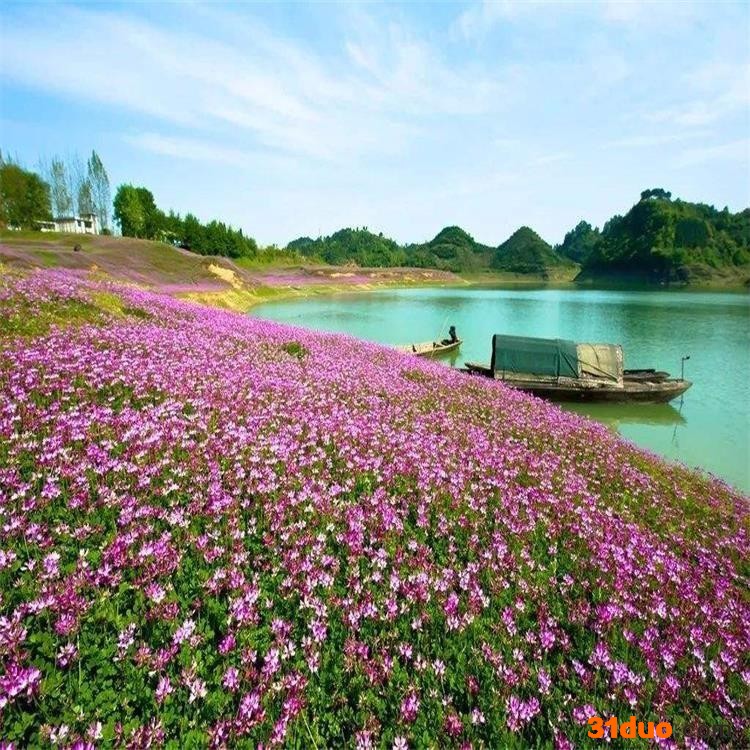 批发紫云英种子 牧草种子 量大优惠 绿肥种子 花卉种子