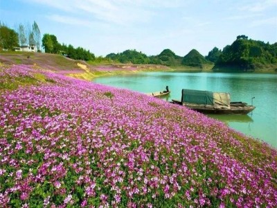 批发紫云英种子 牧草种子 量大优惠 绿肥种子 花卉种子