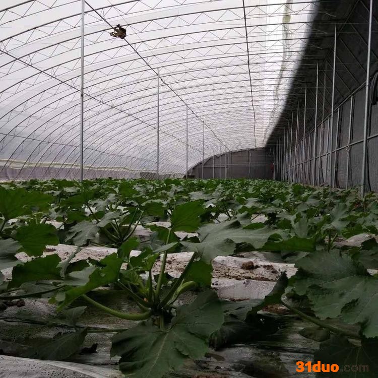 山东花卉温室大棚建造商 金枝温室 玻璃温室大棚设计 蔬菜温室