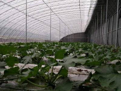 山东花卉温室大棚建造商 金枝温室 玻璃温室大棚设计 蔬菜温室