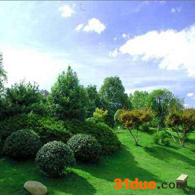 绿化养护  道路护坡公园别墅滑草场等绿化工程 绿化带 绿化花草花卉 绿化植物 观赏绿化