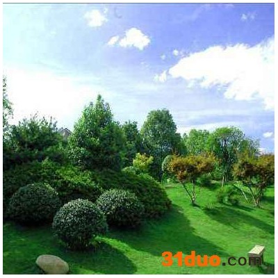 绿化养护  道路护坡公园别墅滑草场等绿化工程 绿化带 绿化花草花卉 绿化植物 观赏绿化