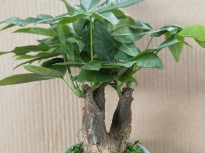 卖花郎 发财树漳州盆栽小森林发财树批发办公室内绿植净化空气招财水培植物盆景花卉