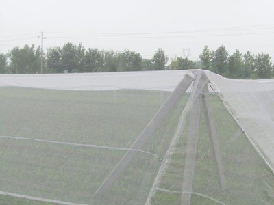 防虫网 生产厂家 蒙古包蚊帐网纱 聚乙烯防虫网  花卉防虫网