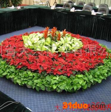 供应成都植物租赁，成都花木出租、大兴花卉红掌