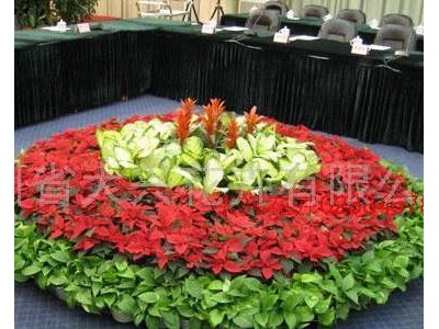 供应成都植物租赁，成都花木出租、大兴花卉红掌