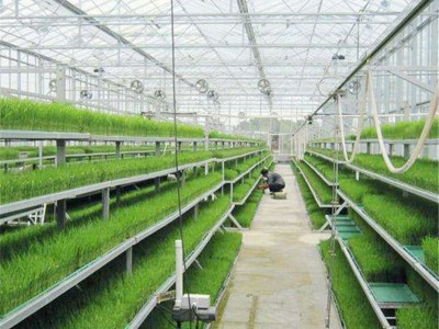 金阳jy 花卉育苗  花卉育苗价格花卉温室大棚花卉大棚 **厂家热卖厂家采购花卉温室