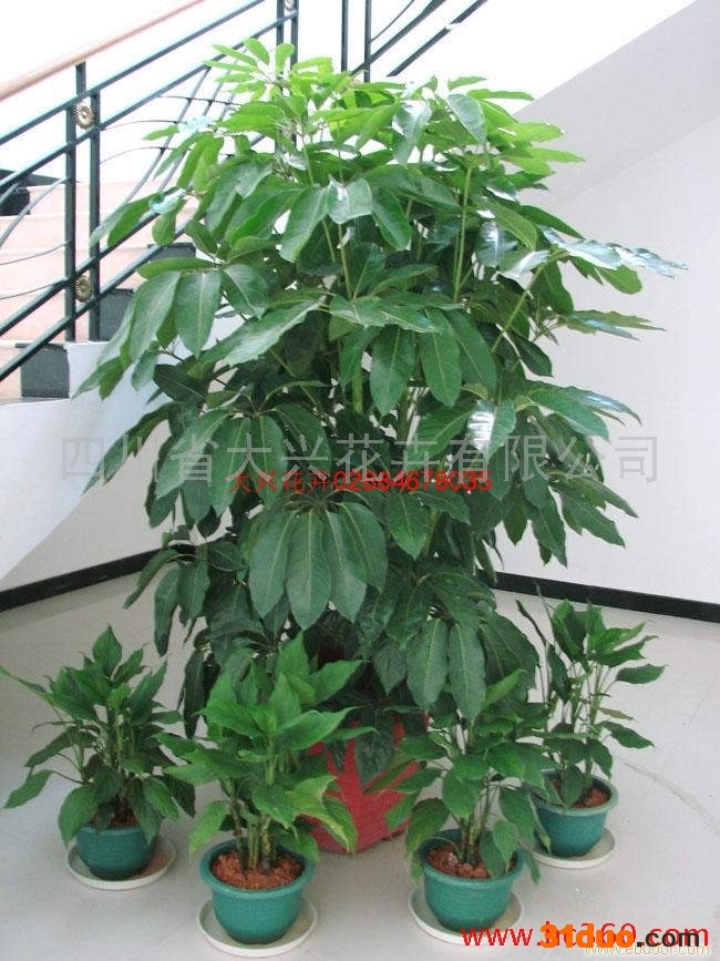 供应成都花卉租赁公司、植物租摆公司、大兴花卉摇钱树