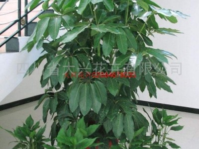 供应成都花卉租赁公司、植物租摆公司、大兴花卉摇钱树