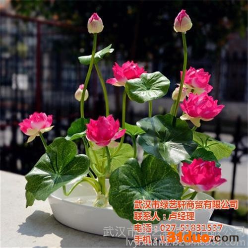 写字搂花卉出租、济宁市花卉出租、绿艺轩