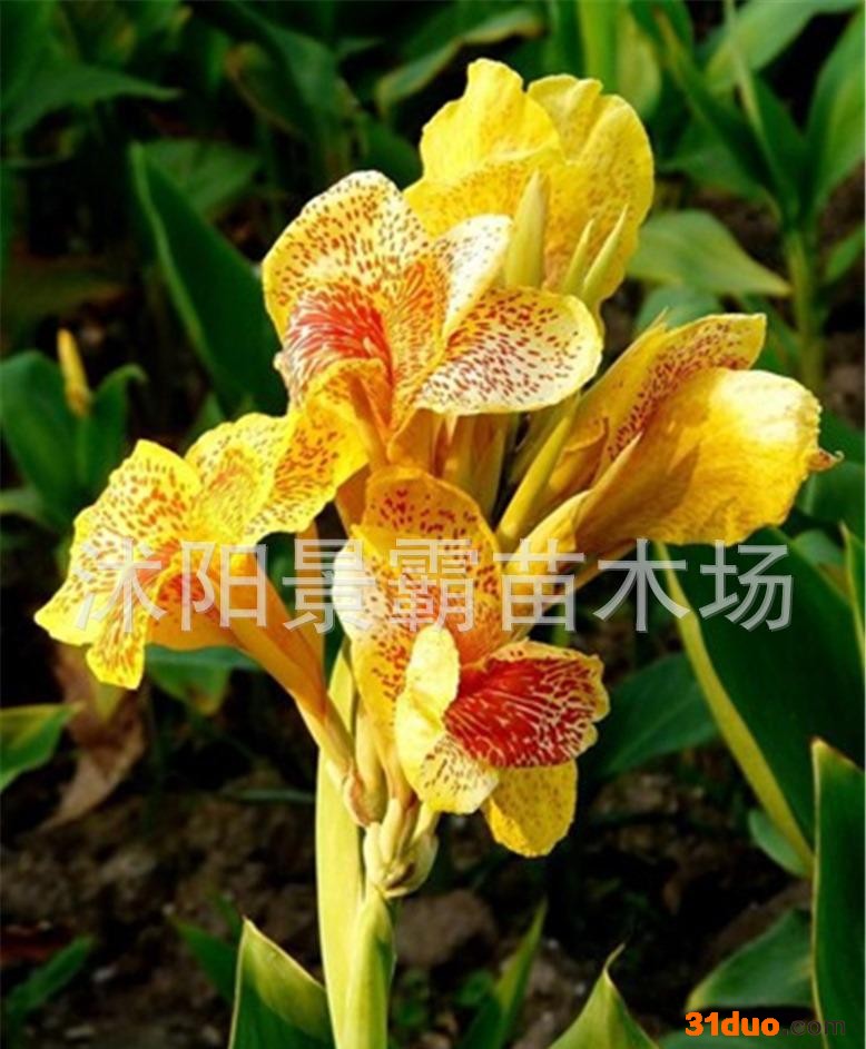 水生花卉,绿化花卉,别墅绿化花卉,大花美人蕉,水生美人蕉,夏季直