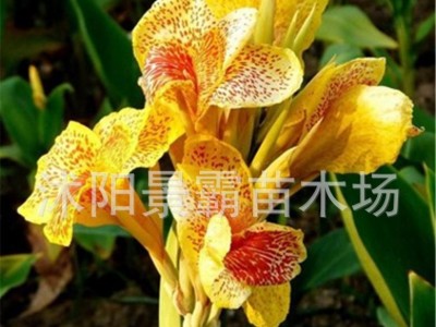 水生花卉,绿化花卉,别墅绿化花卉,大花美人蕉,水生美人蕉,夏季直