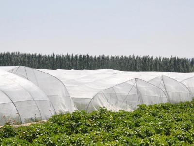 量大从优  园艺花卉防虫乙烯网 乙烯网批发 聚乙烯网 乙烯防虫网