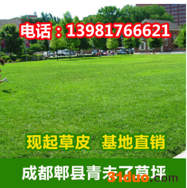 旭阳花卉 剪股颖草坪 矮生百慕大草坪 求购草坪 高尔夫草坪 草坪 批发