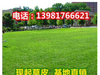 旭阳花卉 剪股颖草坪 矮生百慕大草坪 求购草坪 高尔夫草坪 草坪 批发