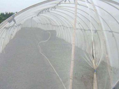 ** 防虫网 大棚网纱  物理防虫网 聚乙烯防虫网  花卉防虫网