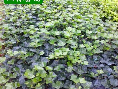 绿化苗木常春藤垂挂攀沿爬藤植物四季常青花卉长春藤苗爬山虎藤