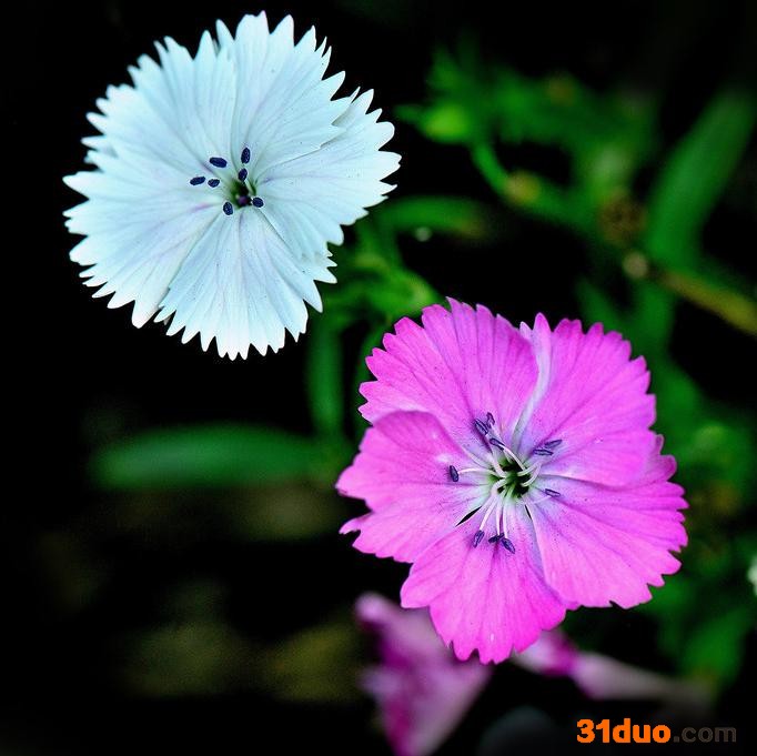 沈阳花卉基地批发 各种石竹批发 量大价优 地被石竹批发 石竹营养杯价格 五彩石竹价格