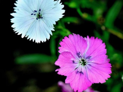 沈阳花卉基地批发 各种石竹批发 量大价优 地被石竹批发 石竹营养杯价格 五彩石竹价格