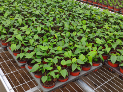 安平厂家供应生产 苗床网片 移动苗床网片 镀锌苗床网片 盆栽花卉苗床网片