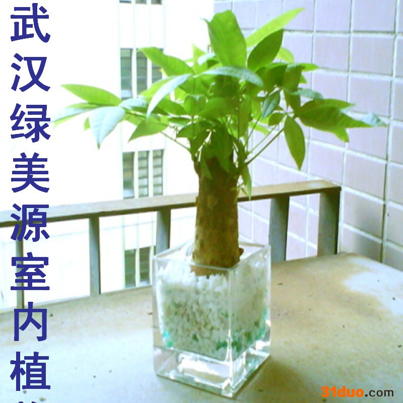 供应武汉植物花卉租赁,办公绿化,植物花卉租摆,植物花卉出租 ,园艺咨询