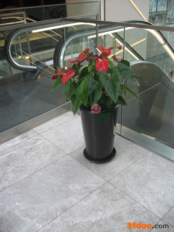 北京花卉租摆  北京绽放四季花卉 北京花卉租摆  红掌