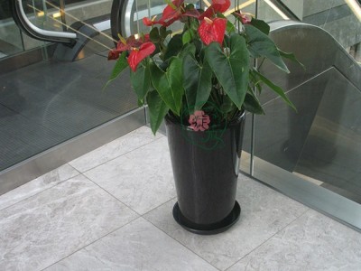 北京花卉租摆  北京绽放四季花卉 北京花卉租摆  红掌