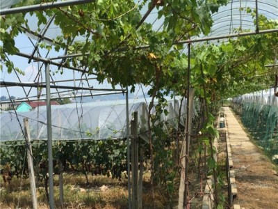 大棚钢架用于采摘园 花卉育苗大棚管 贵州特殊地区免运费热镀管