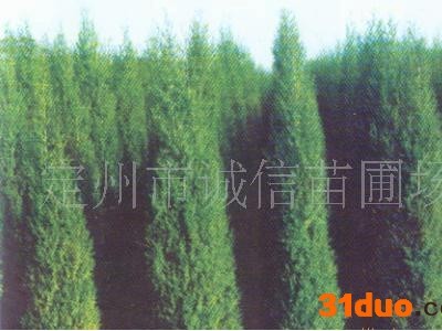 诚信苗圃场苗木塔快；塔松；北京快；侧柏苗木花卉