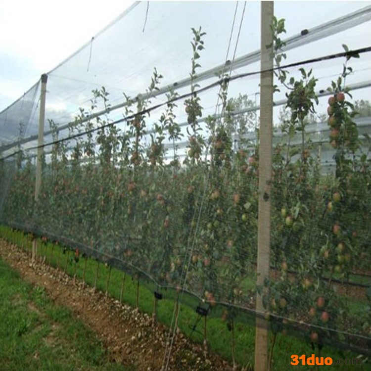 铭湾 防虫网  花卉苗木防虫网 尼龙大棚防虫网 40目防虫网 加工定制防虫网