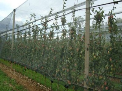 铭湾 防虫网  花卉苗木防虫网 尼龙大棚防虫网 40目防虫网 加工定制防虫网