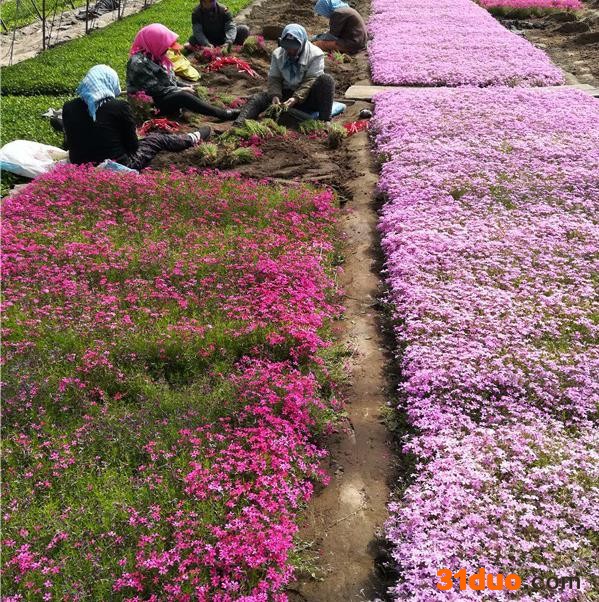 辽宁核心花卉苗木基地 福禄考 丛生福禄考价格
