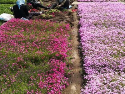 辽宁核心花卉苗木基地 福禄考 丛生福禄考价格