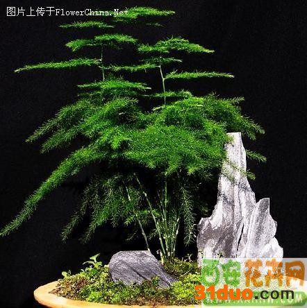 供应西安花卉网西安花卉网花卉盆景