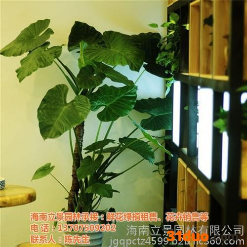 海口花卉租赁,立景园林,海口花卉租赁价格