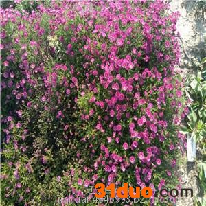 松果菊，金鸡菊，丛生福禄考， 鸢尾 萱草 景天 千屈菜 荷兰菊 宿根花卉