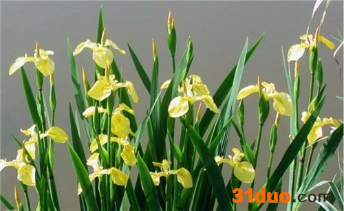 辽宁核心花卉大量出售耐寒宿根花卉