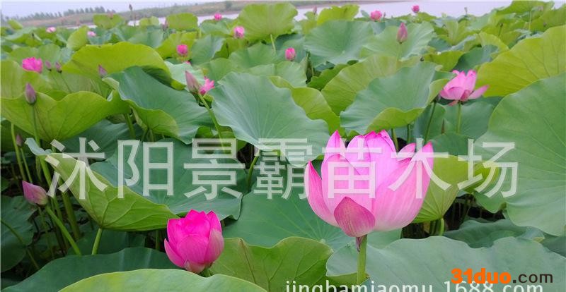 水生花卉,观赏花卉,荷花种苗,种藕花卉,种藕观赏花卉,夏季直销