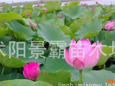 水生花卉,观赏花卉,荷花种苗,种藕花卉,种藕观赏花卉,夏季直销
