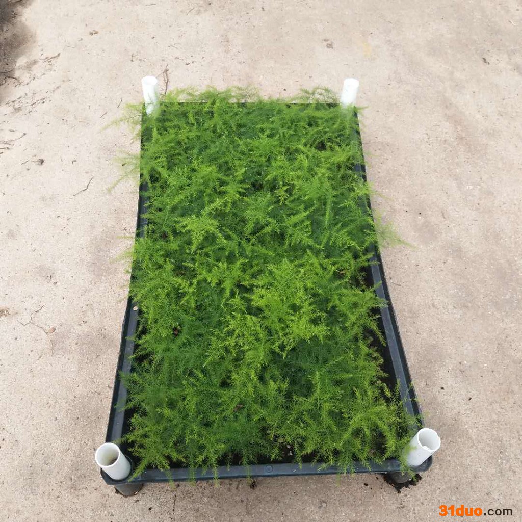 广州苗圃直供**文竹小苗盆栽花卉水培土养绿植量大从优