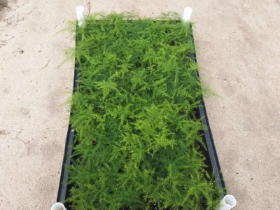 广州苗圃直供**文竹小苗盆栽花卉水培土养绿植量大从优