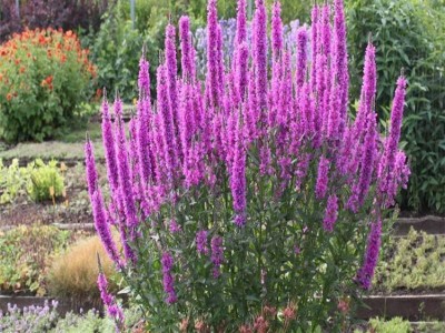 千屈菜 千屈菜小苗 绿民花卉 山东千屈菜小苗 大量供应