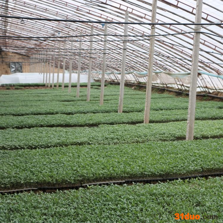 【兴晟农业】专业生产新型温室大棚骨架 汉中无支柱温室大棚骨架 汉中花卉温室大棚骨架 品质保证