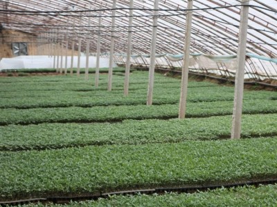 【兴晟农业】专业生产新型温室大棚骨架 汉中无支柱温室大棚骨架 汉中花卉温室大棚骨架 品质保证