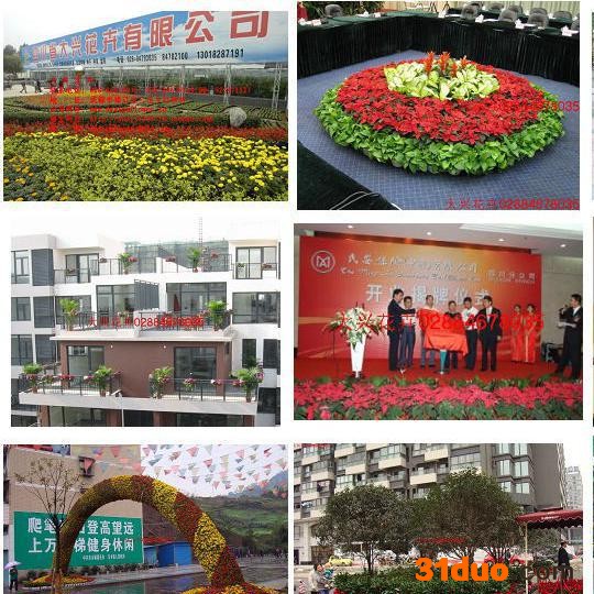 供应成都花卉租摆、植物租赁、大兴花卉1.8米植物散尾葵